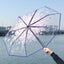 Cherry Blossom Transparent Umbrella